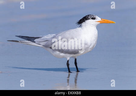 Royal tern (Thalasseus maximus) adulti in estate piumaggio, permanente sulla spiaggia, Florida, Stati Uniti d'America Foto Stock