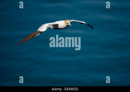 Un lone northern gannet in volo sopra il mare blu oceano. Foto Stock