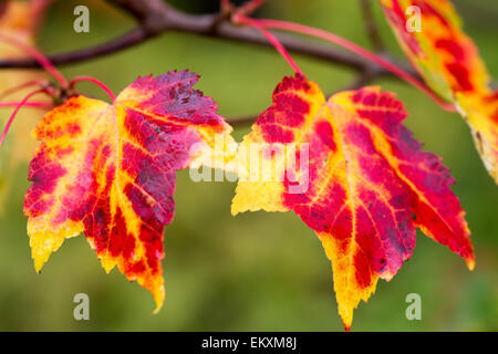 Acer Rubrum Northwood Ottobre 2014 Foto Stock