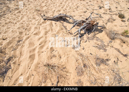 Ramo di legno su sabbia Foto Stock