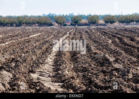 Maggese raccolto al di fuori del campo di Fresno. Tre anni di siccità ha portato a un drammatico aumento in colture unplanted Fresno Co. Foto Stock