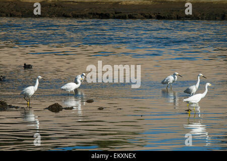 Snowy Egrets in Ballona Creek, Los Angeles, California, Stati Uniti d'America Foto Stock