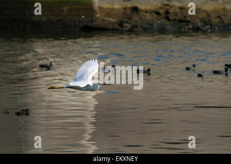 Snowy Egrets in Ballona Creek, Los Angeles, California, Stati Uniti d'America Foto Stock