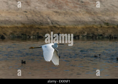 Snowy Egrets in Ballona Creek, Los Angeles, California, Stati Uniti d'America Foto Stock