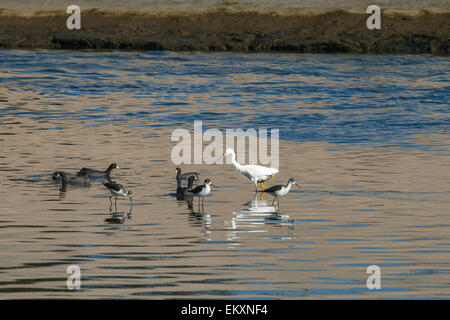 Snowy Egrets in Ballona Creek, Los Angeles, California, Stati Uniti d'America Foto Stock