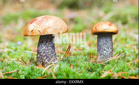 I funghi commestibili in foresta. arancio-cap boletus Foto Stock