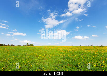 Fiori gialli colle sotto il blu cielo nuvoloso Foto Stock