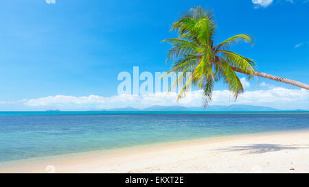 Spiaggia con palme da cocco e mare. 16x9 wide-screen aspect ratio Foto Stock