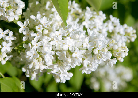 Fiori bianchi di lillà Foto Stock