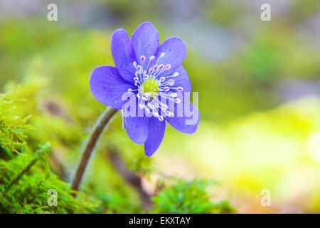 Hepatica nobilis flower Foto Stock