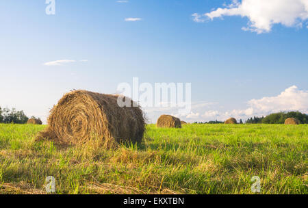 Balle di fieno in un campo Foto Stock