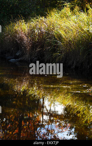 In autunno la luce del sole attraverso flussi di alte erbe nel Nordest Creek estuario, Bar Harbor, Maine. Foto Stock