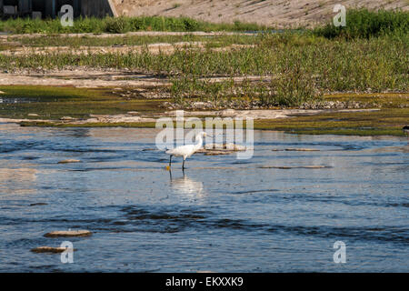 Un Snowy garzetta (Egretta thuja) nel fiume di Los Angeles. Sepulveda Basin Area ricreativa, Los Angeles, California, Stati Uniti d'America Foto Stock