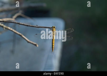 La libellula gialla con bellissimi colori appollaiato su un ramo, Caceres, Spagna Foto Stock