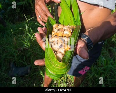 La giungla, Indonesia - 14 Gennaio 2015: una porta locale bianco commestibile larve avvolto in una struttura ad albero di banana leaf. Questa è una grande t Foto Stock