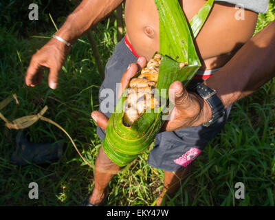 La giungla, Indonesia - 14 Gennaio 2015: una porta locale bianco commestibile larve avvolto in una struttura ad albero di banana leaf. Questa è una grande t Foto Stock