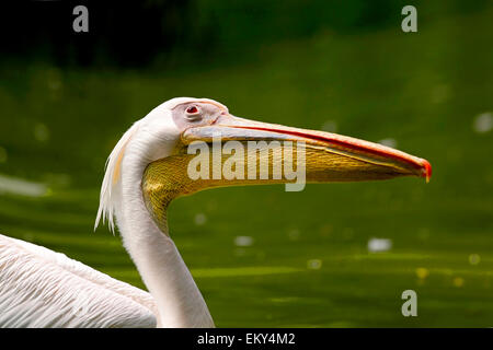 Grande o orientale Pellicano bianco (Pelecanus onocrotalus) close-up durante la ricerca Foto Stock