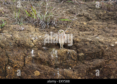 Scavando la civetta (Athene cunicularia) in habitat naturali Foto Stock