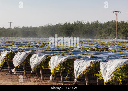 La spruzzatura di pesticidi uva in vigna. Il Tulare County, San Joaquin Valley, California, Stati Uniti d'America Foto Stock
