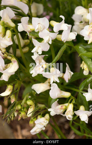 Fiori di colore bianco della molla fioritura pea Lathyrus vernus var. albus Foto Stock