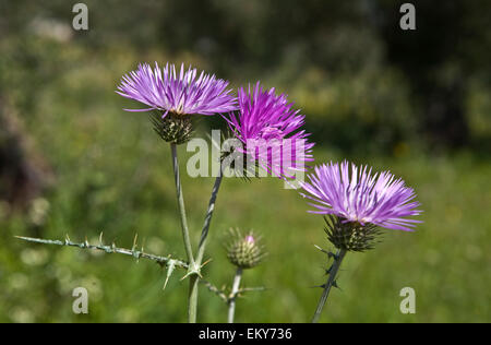 Gruppo di silybum marianum, colloquialmente identificati come Carduus Marianus, noto come cardo, è un annuale o biennale di vegetali Foto Stock