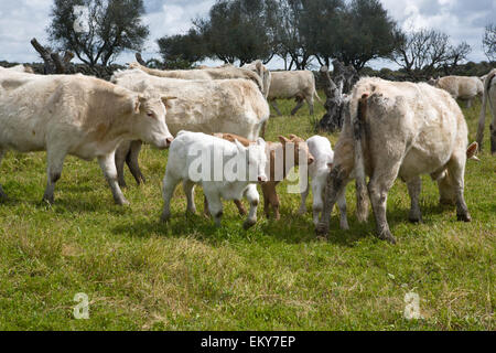 Charolais bovini sono una razza di carne di bovini, Bos taurus, che ha avuto origine in Charolais, intorno Charolles, in Francia Foto Stock