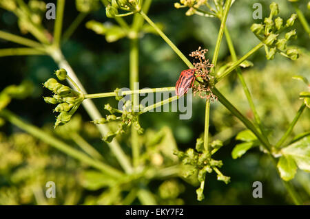 Nero a strisce arancioni bug, graphosoma lineatum, sul ramo verde, Spagna Foto Stock