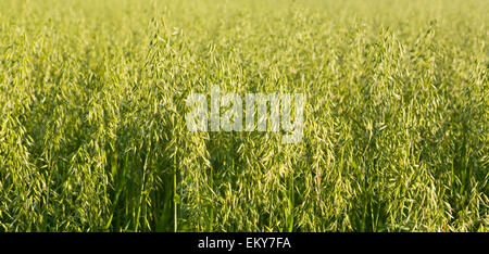 Avena che cresce in un campo, Badajoz, Spagna Foto Stock