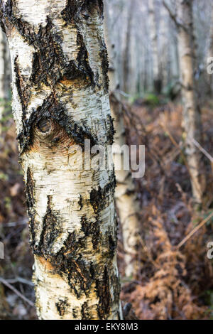 Argento Betulla ( Betula pendula) in Scozia. Foto Stock