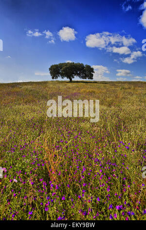 Lonely lecci, Quercus ilex, nei campi di Estremadura, Spagna Foto Stock
