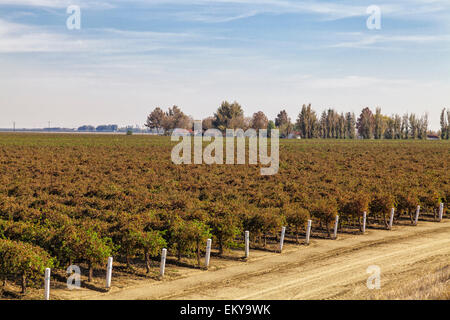 Vigneto di Cardello cantina. Cardella cantina, un azienda di famiglia sin dal 1969 a Fresno County, California Foto Stock