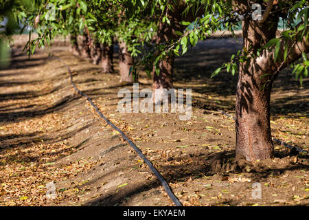 Irrigazione a goccia essendo utilizzato per acqua di mandorli. Asta Cardella corre Cardella cantina, un'azienda agricola di famiglia in, fresno County, Foto Stock