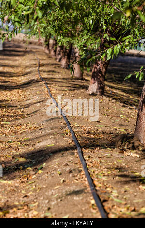 Irrigazione a goccia essendo utilizzato per acqua di mandorli. Asta Cardella corre Cardella cantina, un'azienda agricola di famiglia in, fresno County, Foto Stock