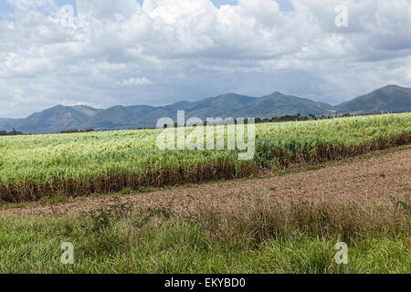 Spettacolare immagine di campi di canna da zucchero con la luce su di essi e le montagne e le nuvole in distanza in una parte remota di Cuba. Foto Stock