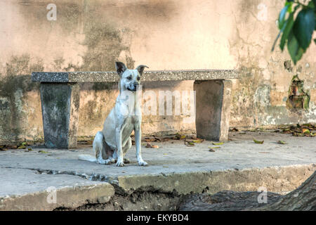 Un bianco Stray dog sitter su un vecchio pavimento in calcestruzzo di fronte ad una parete di decadimento e guardando verso un treno pieno di passeggeri Foto Stock