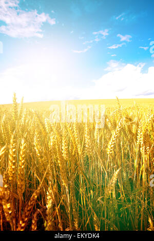 La maturazione del frumento nella mattina presto sole con cielo blu in background Foto Stock