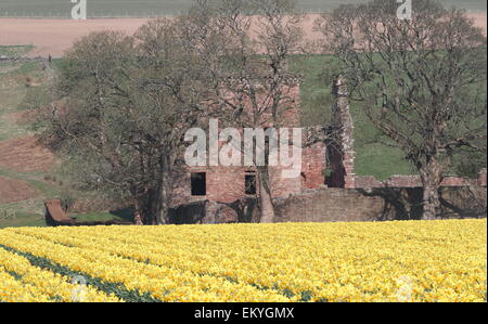 Castello edzell in primavera con i narcisi scozia aprile 2015 Foto Stock