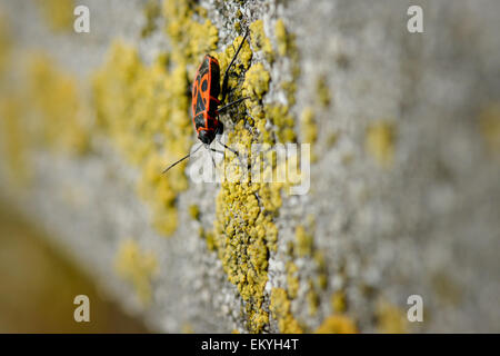 Firebugs - Pyrrhocoris Apterus sul contesto roccioso Foto Stock