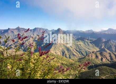 Vista sul cratere Tejeda a Roques Bentaiga Nublo e nelle montagne di Gran Canaria con salvia canariensis in primo piano. Foto Stock