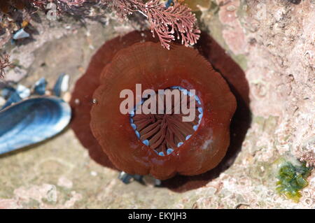 Anemone Beadlet in rock pool mostrando acrorhagi blu Foto Stock