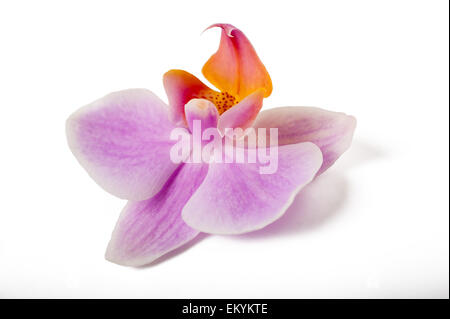 Splendida fioritura orchid isolati su sfondo bianco Foto Stock