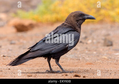 Brown-Necked Raven, Boavista, Capo Verde (Corvus ruficollis) Foto Stock