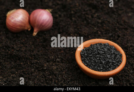 Semi di cipolla prima di piantare nel terreno Foto Stock