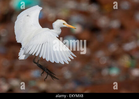 Airone guardabuoi, Santiago, Capo Verde (Bubulcus ibis) Foto Stock