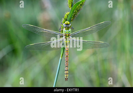 Appena tratteggiato libellula imperatore (Anax imperator), femmina, Svizzera Foto Stock
