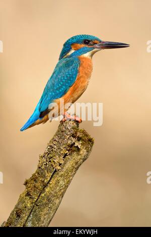 Kingfisher (Alcedo atthis), maschio, adulto, sul belvedere, Illertal, Alta Svevia, Baden-Württemberg, Germania Foto Stock