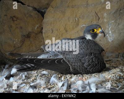 Falco pellegrino (Falco peregrinus), femmina adulta, riscaldamento del suo recente prole tratteggiata, chiesa della città di Esslingen Foto Stock