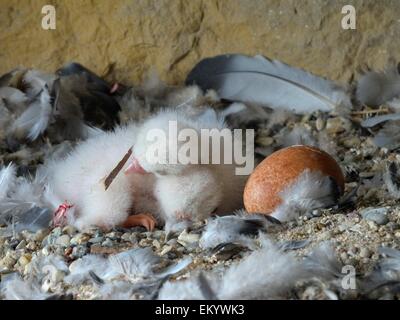 Falco pellegrino (Falco peregrinus) pulcini, pochi giorni, pulcini condivisione di calore del corpo, chiesa della città di Esslingen Foto Stock