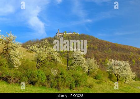 Dolce ciliegio (Prunus avium), Teck castello Svevo Riserva della Biosfera, Baden-Württemberg, Germania Foto Stock