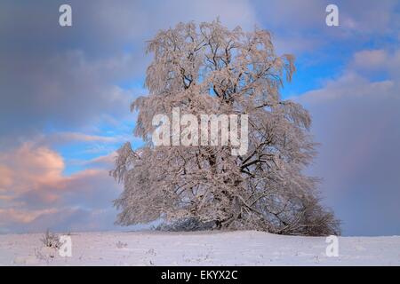 Vecchia Unione faggio (Fagus sylvatica) ricoperta di brina, luce della sera, riserva della biosfera, Giura Svevo, Baden-Württemberg Foto Stock